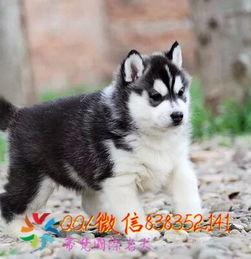 烟台哈士奇最新爆料,揭秘明星宠物的日常生活  第3张