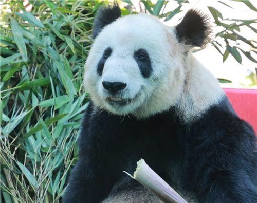 大熊猫丫丫最新爆料消息,揭秘她的生活点滴与成长历程  第2张