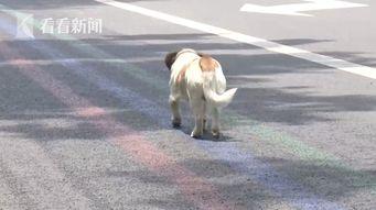 悲伤小狗爆料视频在线观看,揭开背后感人故事 第3张 悲伤小狗爆料视频在线观看,揭开背后感人故事 第3张
