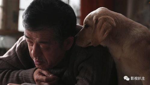 忠爱无言电影在线观看,感人至深的动物情感故事,在线观看感动人心 第1张 忠爱无言电影在线观看,感人至深的动物情感故事,在线观看感动人心 第1张