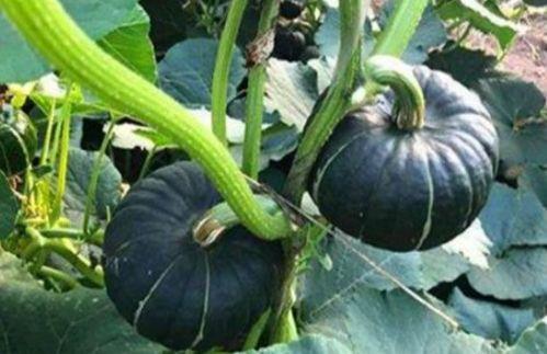 南宁吃瓜网红事件,揭秘网络舆论的风暴与真相 第2张 南宁吃瓜网红事件,揭秘网络舆论的风暴与真相 第2张