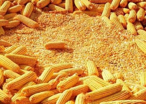 速食玉米爆料视频教程完整版,揭秘完整版视频攻略 第2张 速食玉米爆料视频教程完整版,揭秘完整版视频攻略 第2张