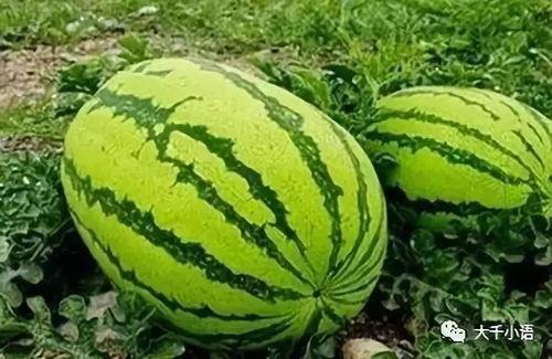 吃瓜系统2.0免费吃瓜,免费畅享海量瓜果盛宴 第2张 吃瓜系统2.0免费吃瓜,免费畅享海量瓜果盛宴 第2张