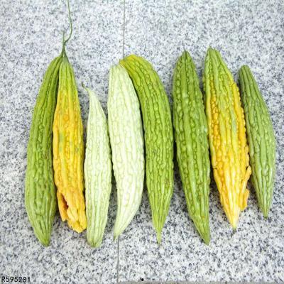 吃瓜系统2.0免费吃瓜,免费畅享海量瓜果盛宴 第3张 吃瓜系统2.0免费吃瓜,免费畅享海量瓜果盛宴 第3张