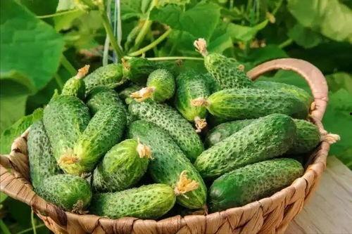 新黄瓜最新爆料视频大全,揭秘幕后真相与精彩瞬间 第2张 新黄瓜最新爆料视频大全,揭秘幕后真相与精彩瞬间 第2张