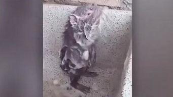 户外虎子被爆料视频造假,揭秘真相背后的疑云重重