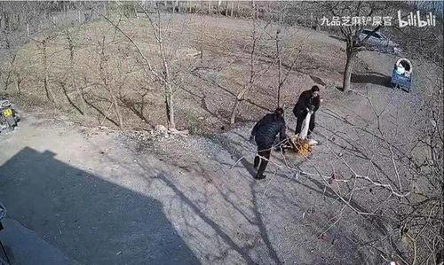 户外虎子被爆料视频造假,揭秘真相背后的疑云重重 第3张 户外虎子被爆料视频造假,揭秘真相背后的疑云重重 第3张