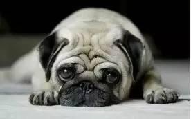 巴哥最新爆料新闻,最新爆料新闻背后的惊人真相 第2张 巴哥最新爆料新闻,最新爆料新闻背后的惊人真相 第2张