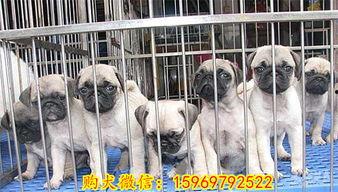 巴哥最新爆料新闻,最新爆料新闻背后的惊人真相 第3张 巴哥最新爆料新闻,最新爆料新闻背后的惊人真相 第3张