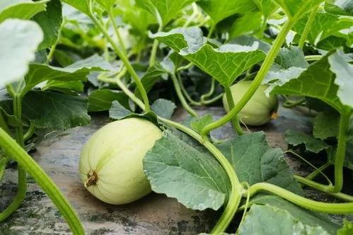 网红吃瓜免费入口微信,微信带你畅享娱乐盛宴 第3张 网红吃瓜免费入口微信,微信带你畅享娱乐盛宴 第3张