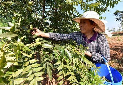 碧根果种植爆料视频播放,视频播放带你领略种植全过程  第2张