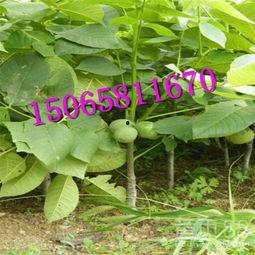 碧根果种植爆料视频播放,视频播放带你领略种植全过程  第3张