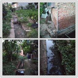 网友爆料猪场视频,揭开养殖业的黑暗面  第3张