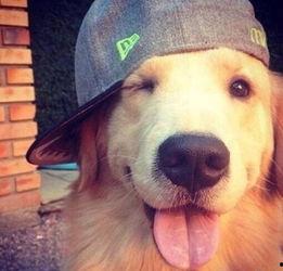 狗砸皮肤最新爆料视频,神秘特效与独特设计首次曝光  第2张