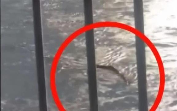 汉江水怪在线观看,一场惊心动魄的在线揭秘之旅 第3张 汉江水怪在线观看,一场惊心动魄的在线揭秘之旅 第3张